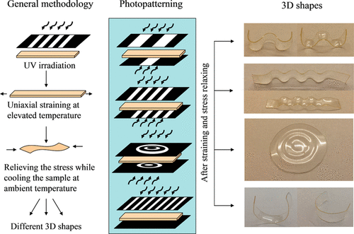 Programmable Mechanically Assisted Geometric Deformations of Glassy Two-Stage Reactive Polymeric Materials — graphical abstract