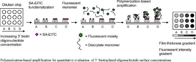 Quantitative evaluation of oligonucleotide surface concentrations using polymerization-based amplification — graphical abstract