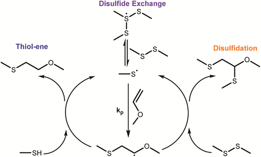 Radical-disulfide exchange in thiol–ene–disulfidation polymerizations — graphical abstract