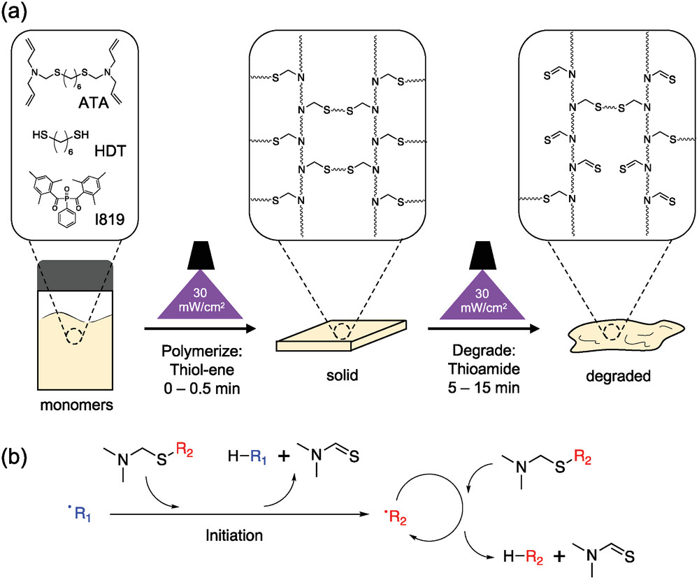 Radical‐Mediated Scission of Thioaminals for On‐Demand Construction‐Then‐Destruction of Cross‐Linked Polymer Networks — graphical abstract