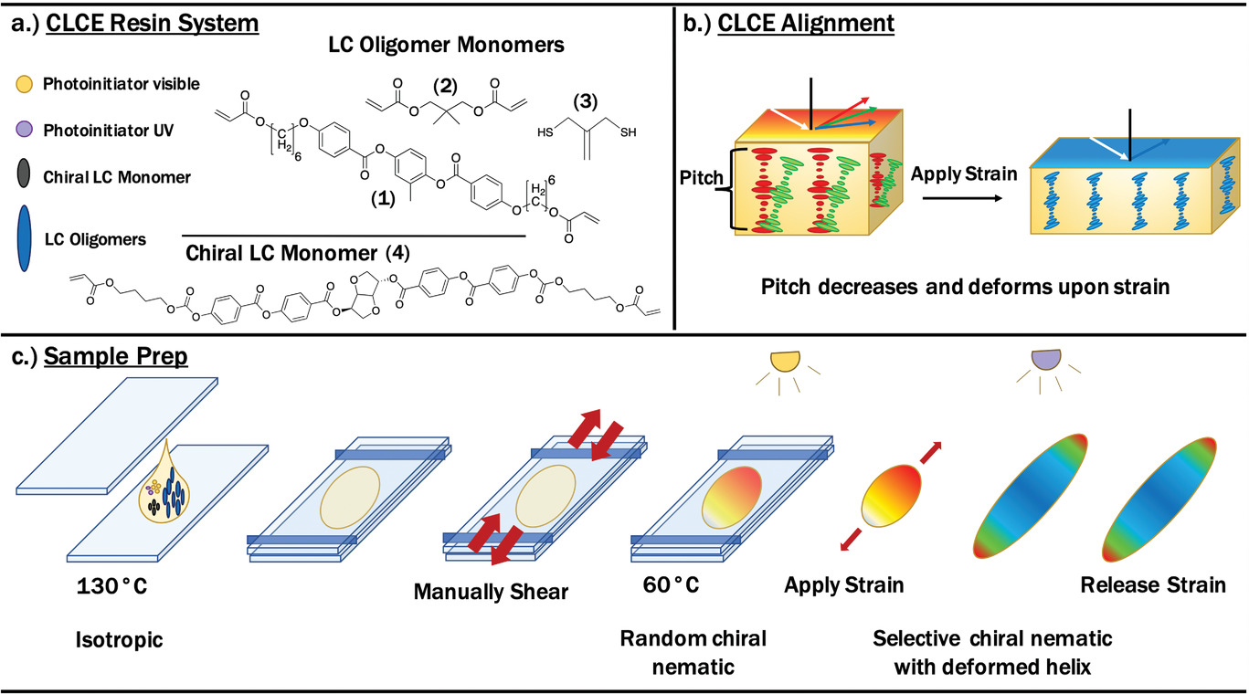 Reconfigurable and Spatially Programmable Chameleon Skin‐Like Material Utilizing Light Responsive Covalent Adaptable Cholesteric Liquid Crystal Elastomers — graphical abstract