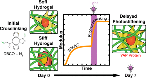 Secondary Photocrosslinking of Click Hydrogels To Probe Myoblast Mechanotransduction in Three Dimensions — graphical abstract