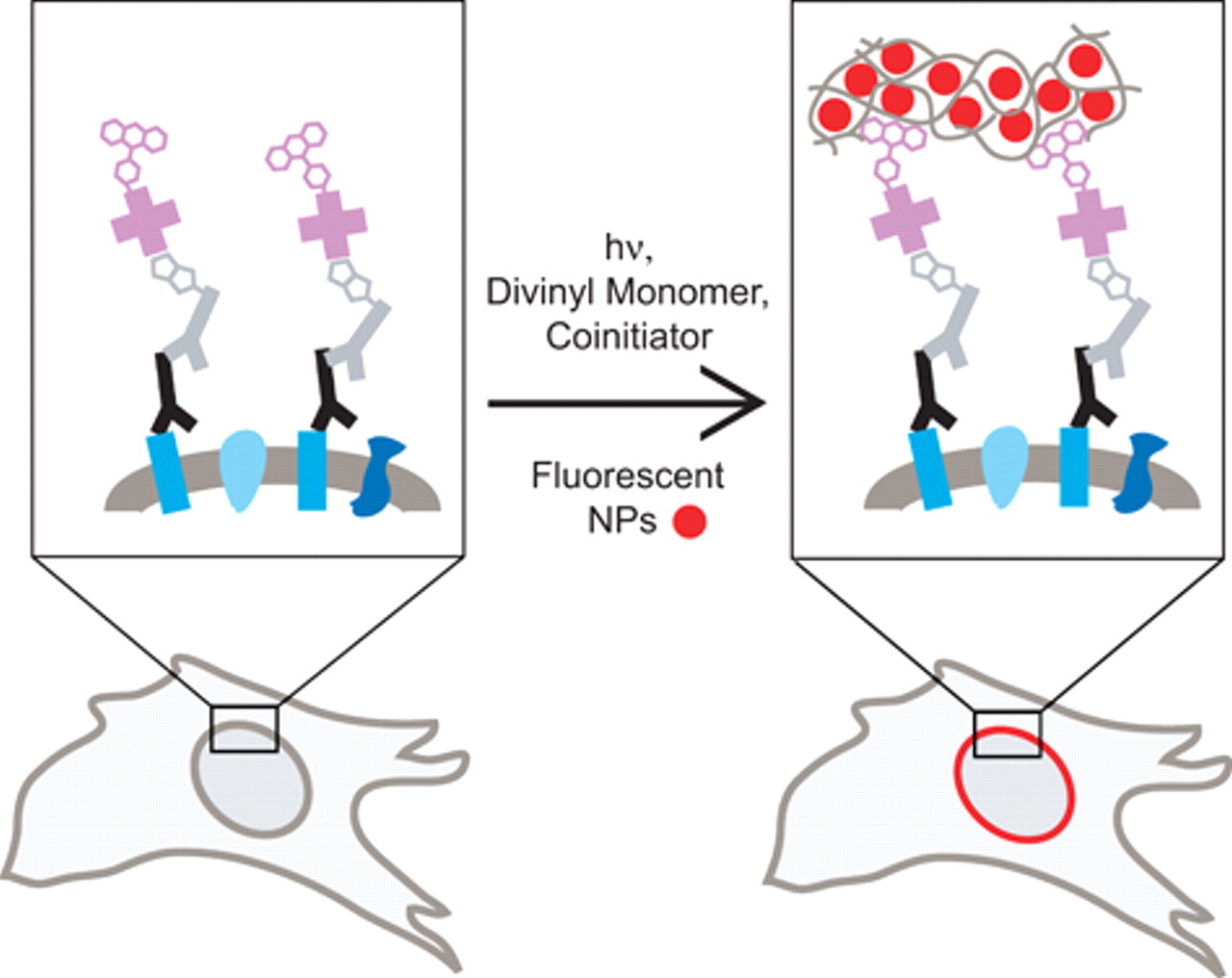 Sensitive Immunofluorescent Staining of Cells via Generation of Fluorescent Nanoscale Polymer Films in Response to Biorecognition — graphical abstract