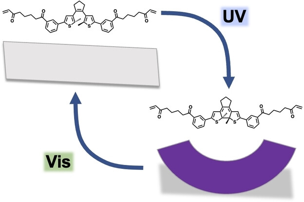 Shape Permanence in Diarylethene‐Functionalized Liquid‐Crystal Elastomers Facilitated by Thiol‐Anhydride Dynamic Chemistry — graphical abstract