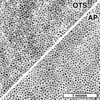 Solvent vapor annealed block copolymer films on organosilane self-assembled monolayers — graphical abstract
