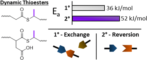 Substituted Thiols in Dynamic Thiol–Thioester Reactions — graphical abstract