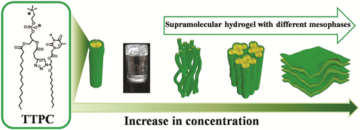 A supramolecular hydrogel prepared from a thymine-containing artificial nucleolipid: study of assembly and lyotropic mesophases — graphical abstract