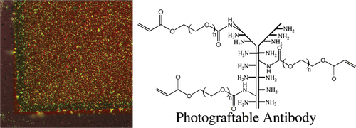 Surface Grafted Antibodies:  Controlled Architecture Permits Enhanced Antigen Detection — graphical abstract