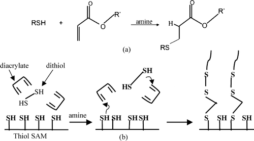Surface Modification Using Thiol−Acrylate Conjugate Addition Reactions — graphical abstract