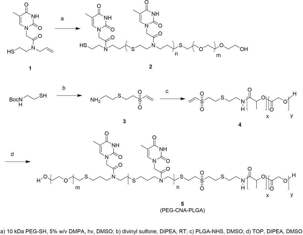 Synthesis and Assembly of Click‐Nucleic‐Acid‐Containing PEG–PLGA Nanoparticles for DNA Delivery — graphical abstract