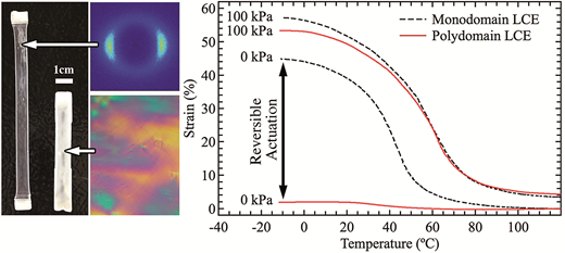 Tailorable and programmable liquid-crystalline elastomers using a two-stage thiol–acrylate reaction — graphical abstract