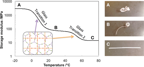 Triple Shape Memory Materials Incorporating Two Distinct Polymer Networks Formed by Selective Thiol–Michael Addition Reactions — graphical abstract
