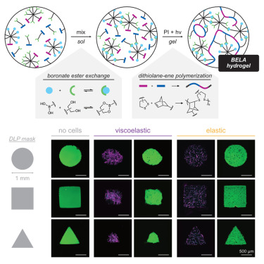 Ultrafast-relaxing and photopolymerizable PEG hydrogels enable viscoelasticity-mediated cell remodeling in synthetic matrices — graphical abstract