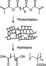 Understanding multivinyl monomer photopolymerization kinetics through modeling and GPC investigation of degradable networks — graphical abstract