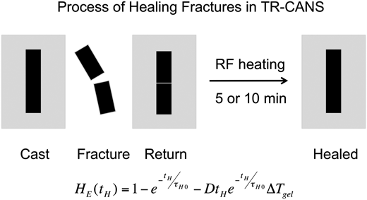 Understanding the process of healing of thermoreversible covalent adaptable networks — graphical abstract
