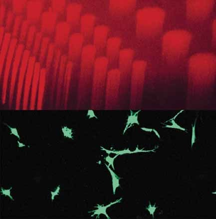 A Versatile Synthetic Extracellular Matrix Mimic via Thiol‐Norbornene Photopolymerization — graphical abstract