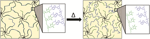 Viscoelastic and thermoreversible networks crosslinked by non-covalent interactions between “clickable” nucleic acid oligomers and DNA — graphical abstract