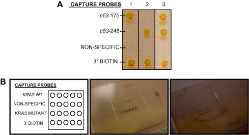 Visual, base-specific detection of nucleic acid hybridization using polymerization-based amplification — graphical abstract
