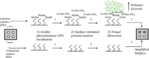 Visual Detection of Labeled Oligonucleotides Using Visible-Light-Polymerization-Based Amplification — graphical abstract