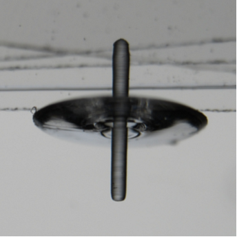 Microscope view of a cured polymer droplet formed around a vertical fibre