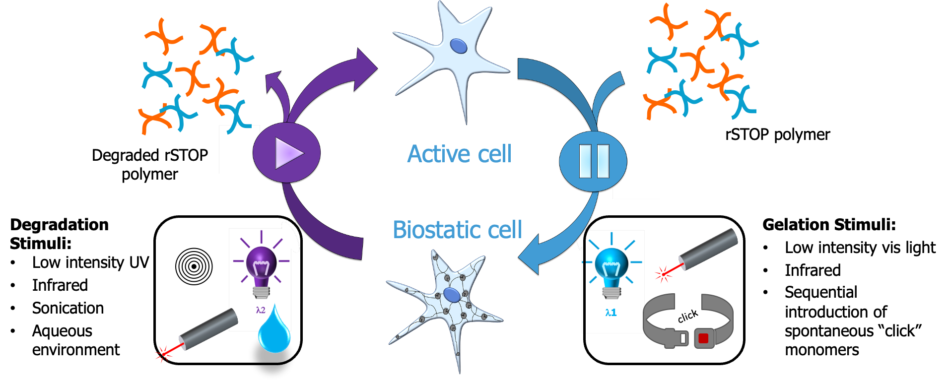 Reversible biostasis cycle: rSTOP polymer gelation converts an active cell to a biostatic cell under visible light, infrared, or sequential click monomers, and degradation under low-intensity UV, infrared, sonication, or aqueous environment returns it to active